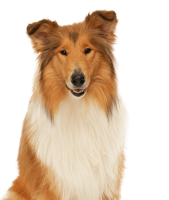 Collie