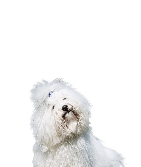 Coton de tulear