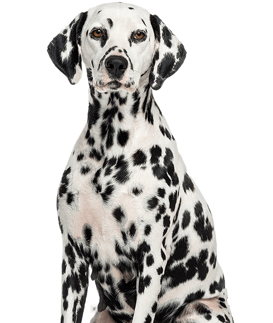 Dalmatier rasdetail