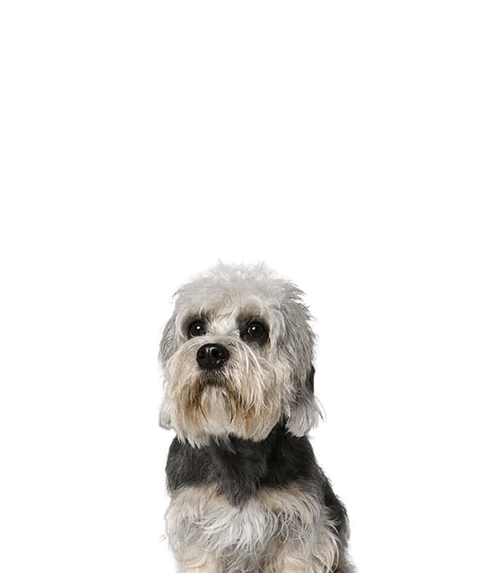 Dandy dinmont terrier