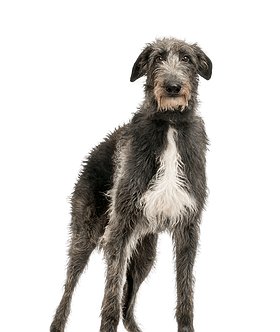 Deerhound