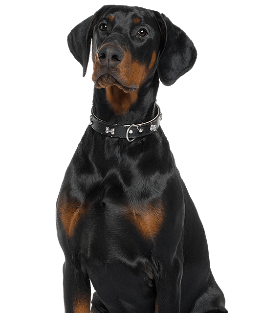 Dobermann