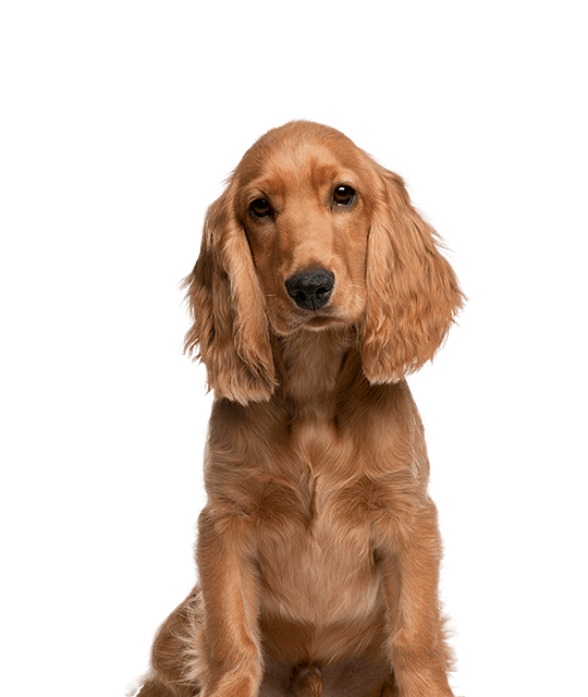 Engelse cocker spaniel