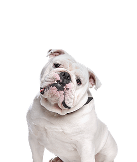 Engelse Bulldog