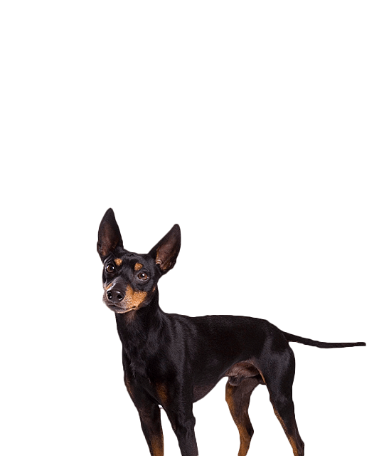 Engelse toy terrier