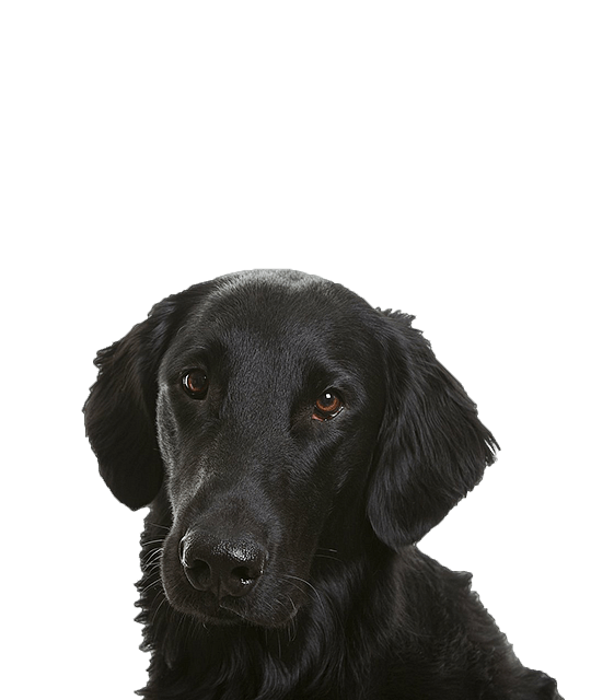 Flatcoated Retriever