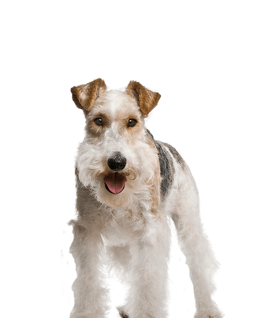 Foxterrier