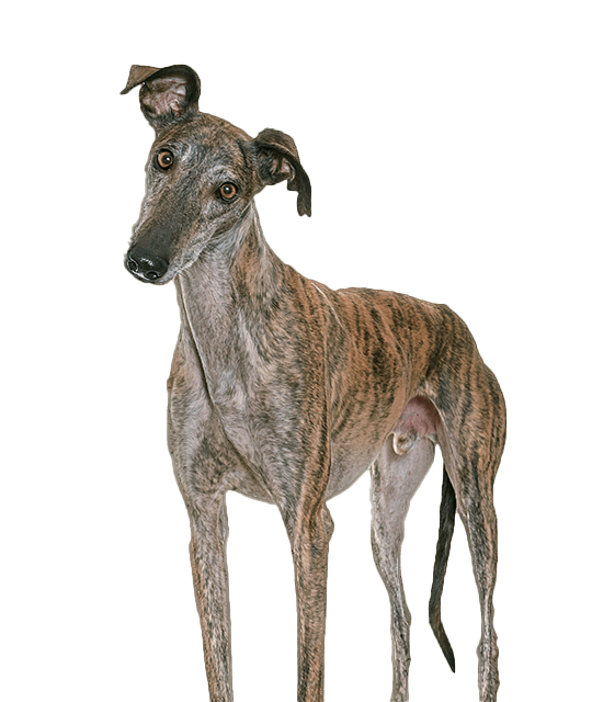 Galgo espanol