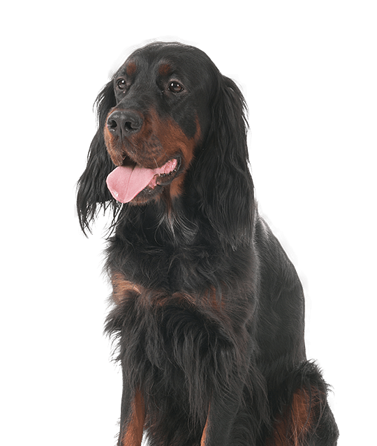 Gordon setter