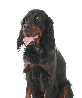 Gordon Setter