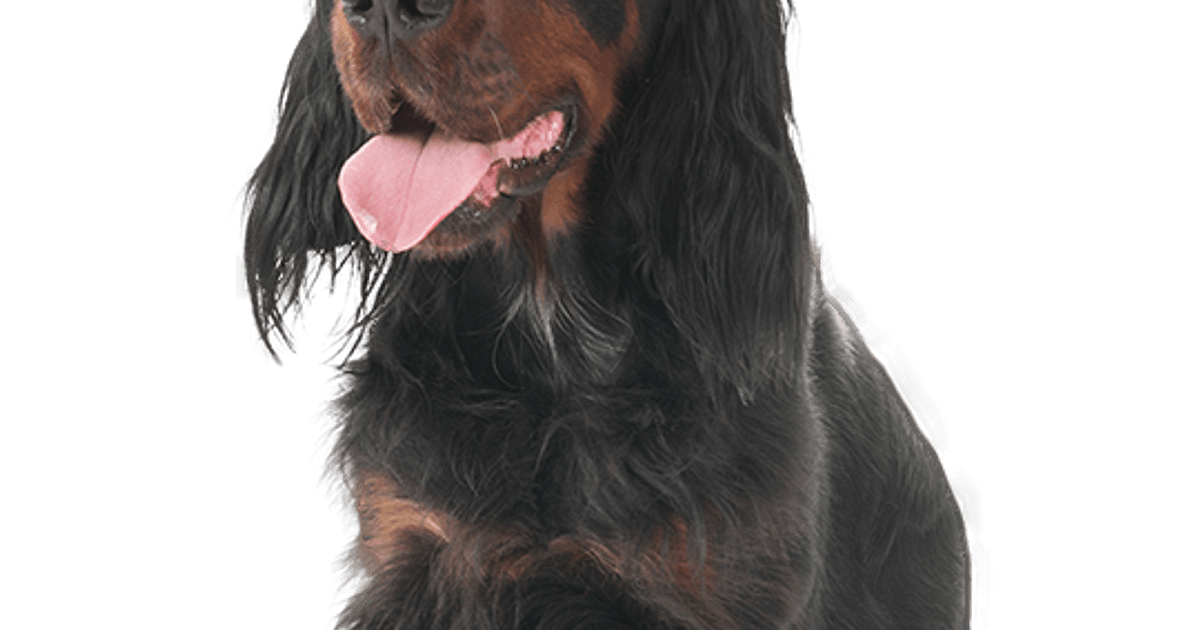 Gordon Setter pup kopen? | Bazoeki