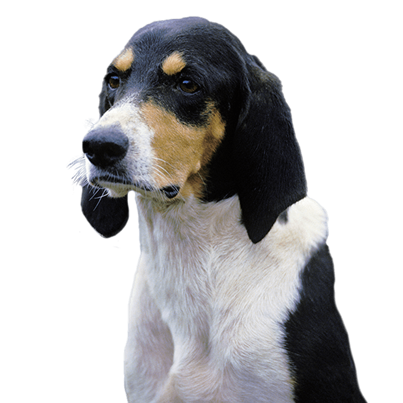 Grand Anglo-Français Tricolore pup kopen? Bazoeki