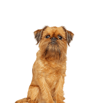 Griffon Bruxellois