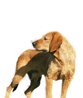 Griffon Fauve de Bretagne