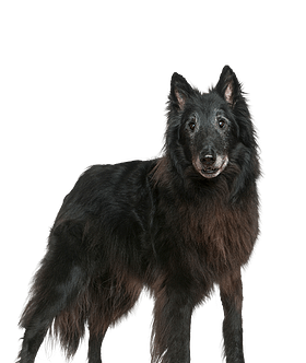 Groenlandhond