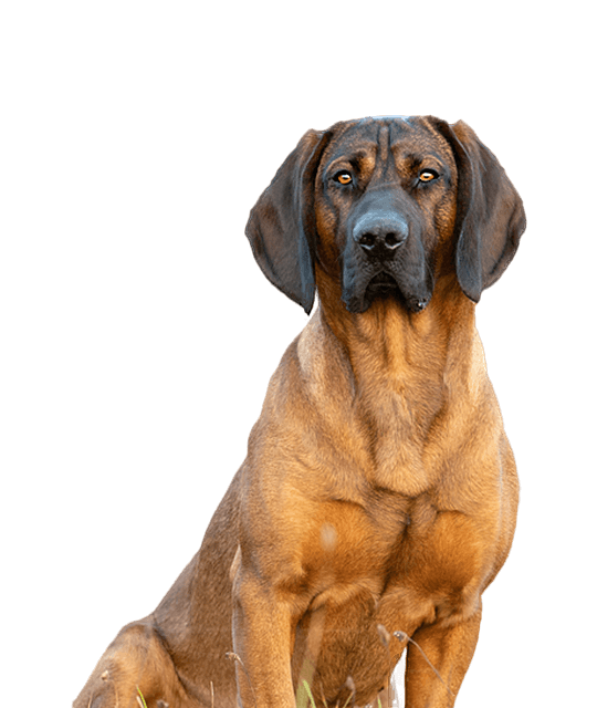 Hannoverscher schweisshund