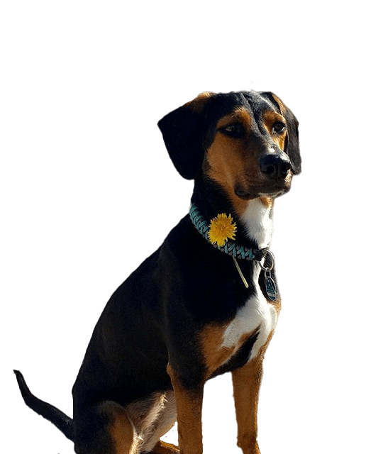 Hellinikos ichnilatis