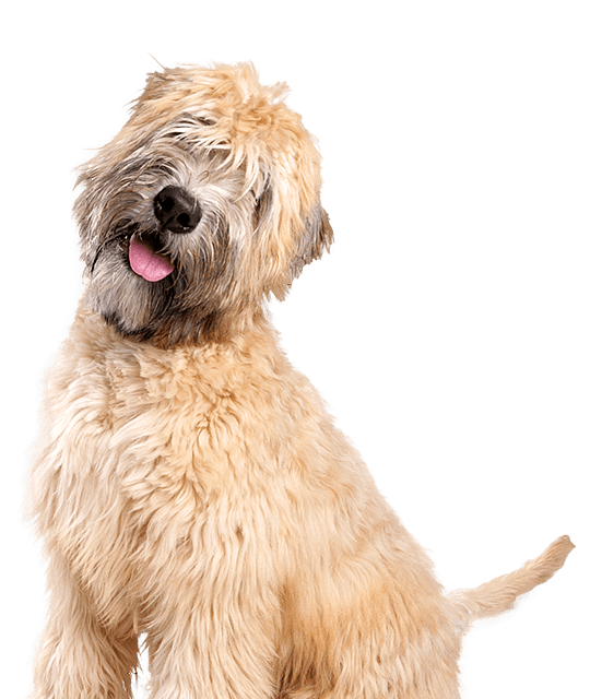 Flat coated wheaten store terrier