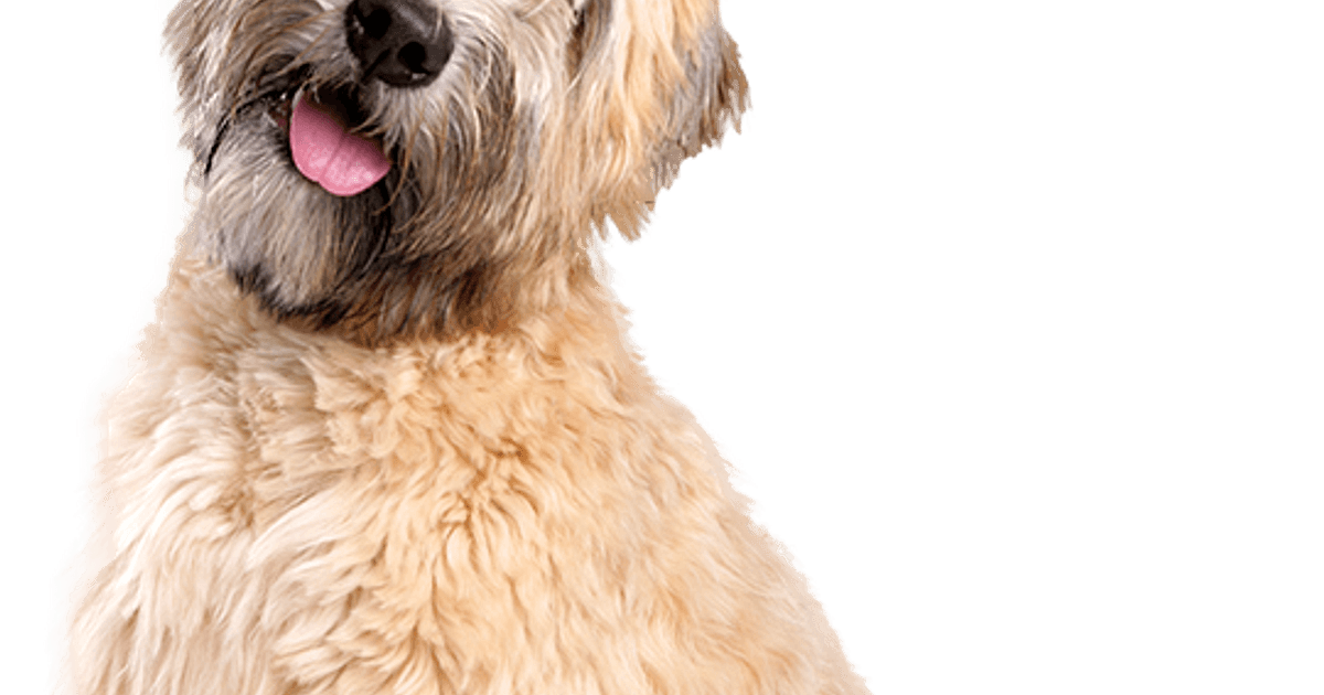 Irish Soft Coated Wheaten Terrier pup kopen Bazoeki