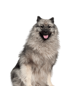 Middenslag Keeshond