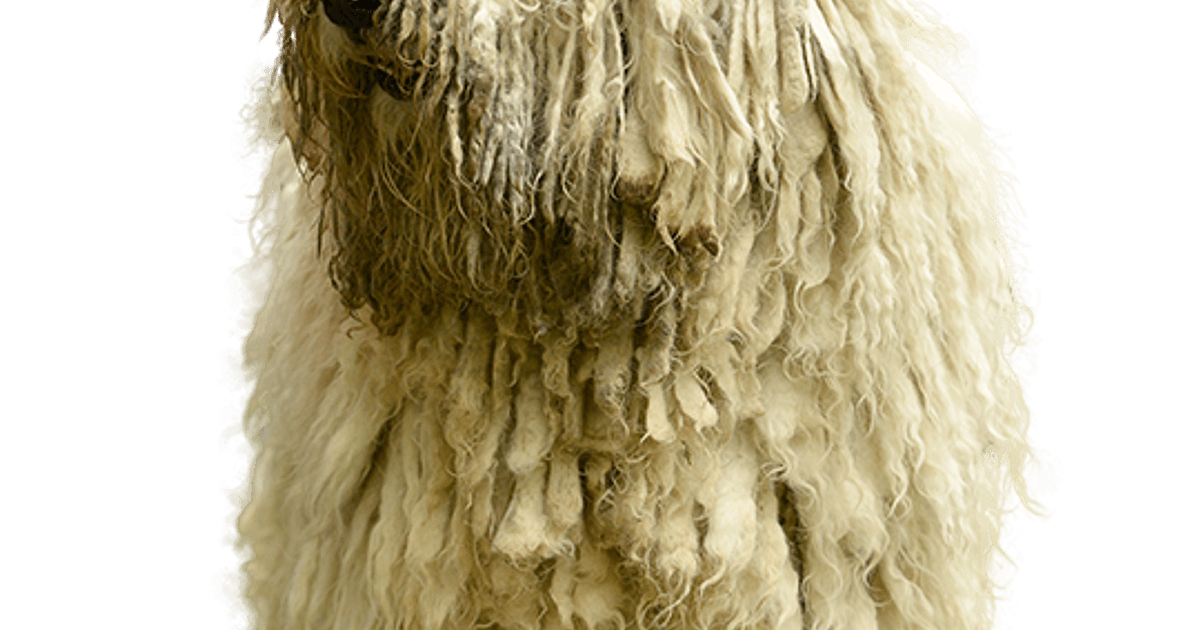 Komondor pup kopen? Bazoeki