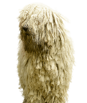 Komondor