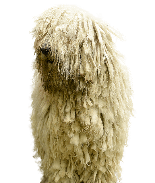 Komondor