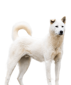 Korea Jindo Dog