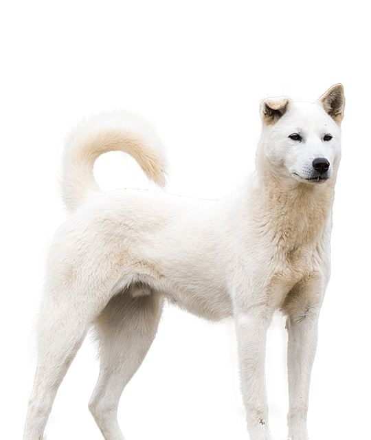 Korea jindo dog