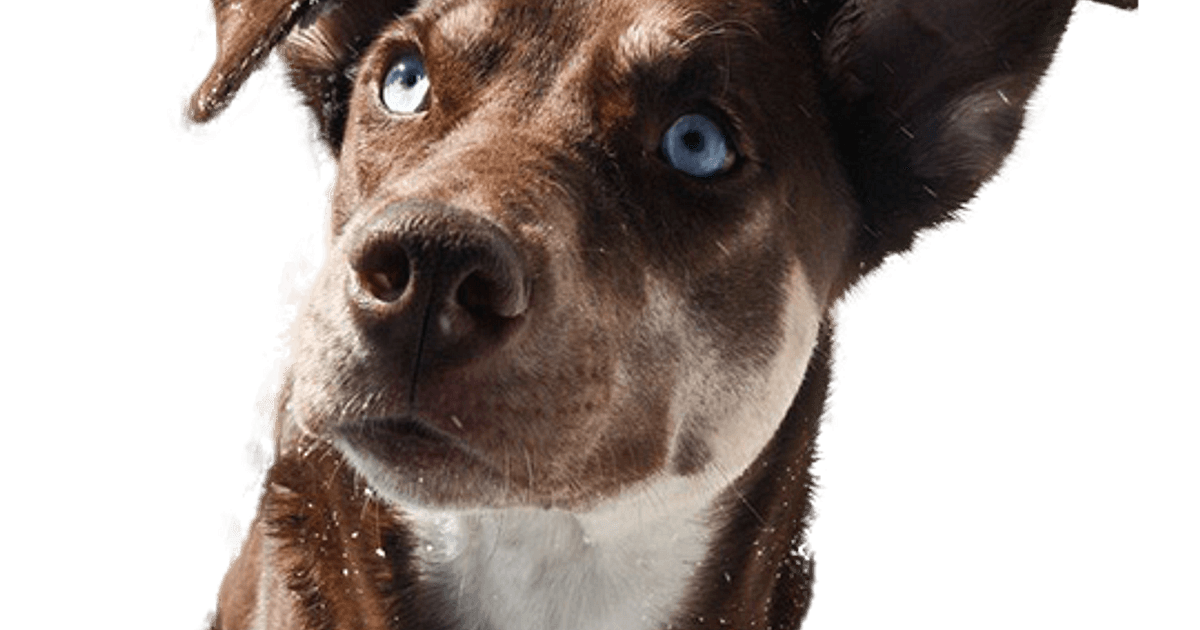 Labsky pup kopen? | Bazoeki