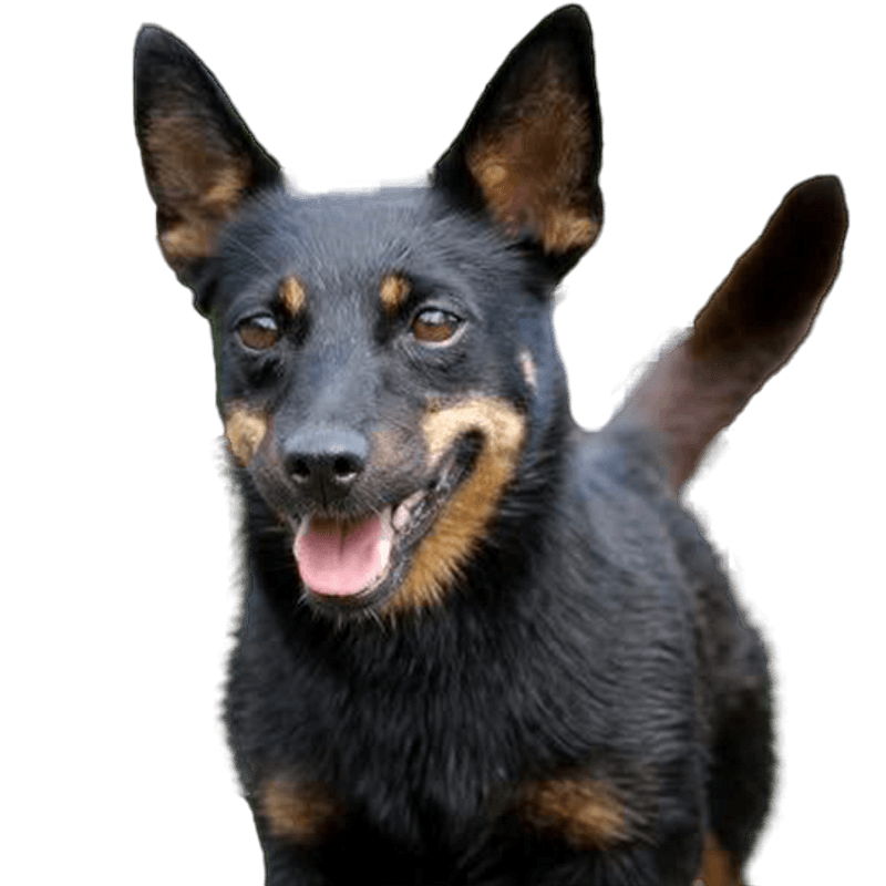 Lancashire Heeler pup kopen? Bazoeki