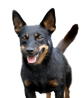 Lancashire Heeler