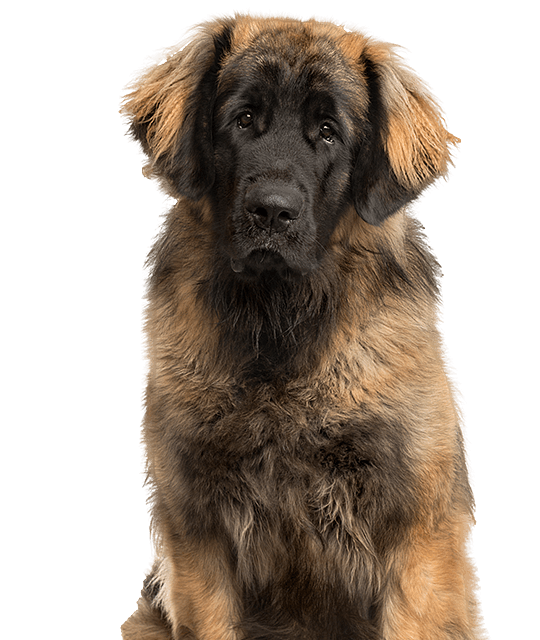 Leonberger rasdetail