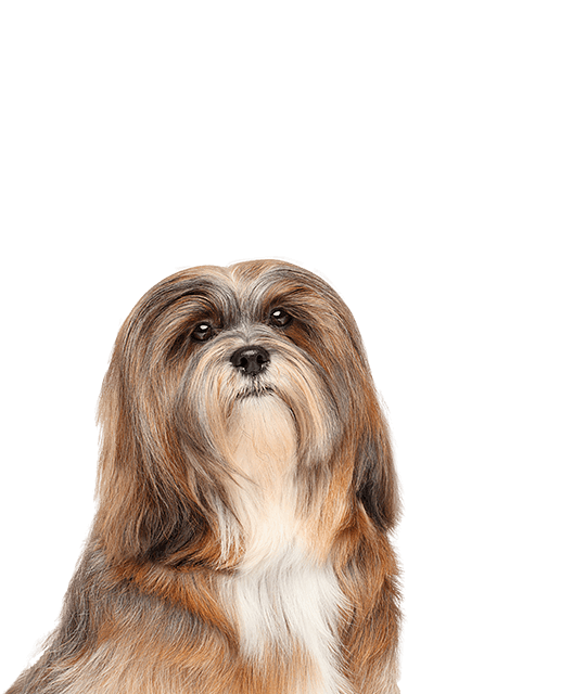 Lhasa apso rasdetail