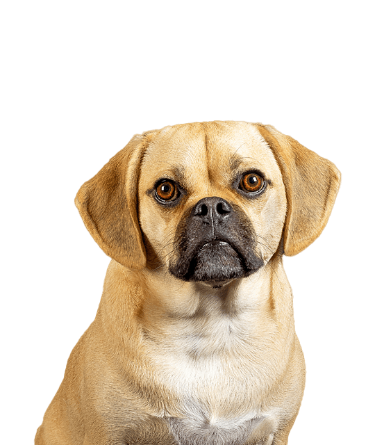 Puggle