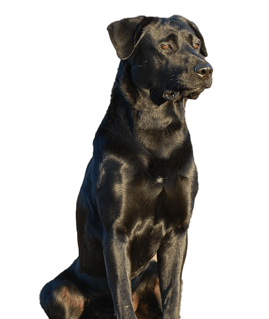 Perro de pastor mallorquin