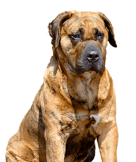 Presa Canario