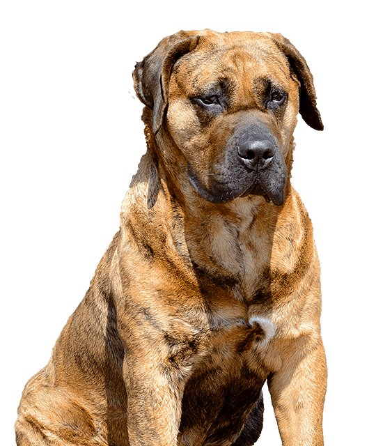 Presa de Canario pup