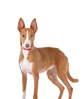 Podenco Canario