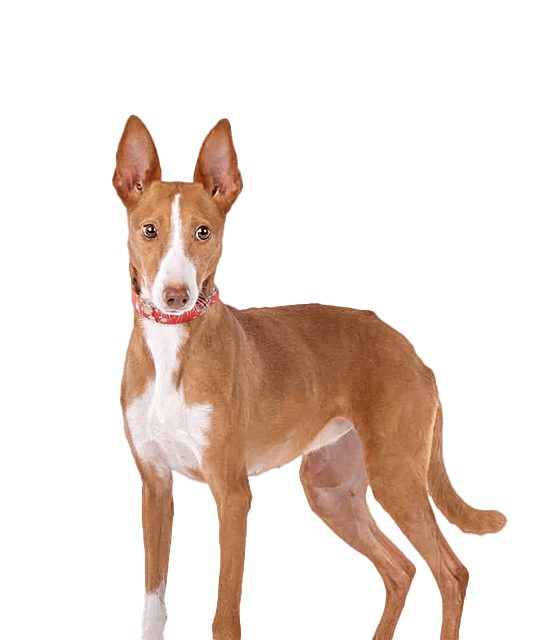 Podenco canario