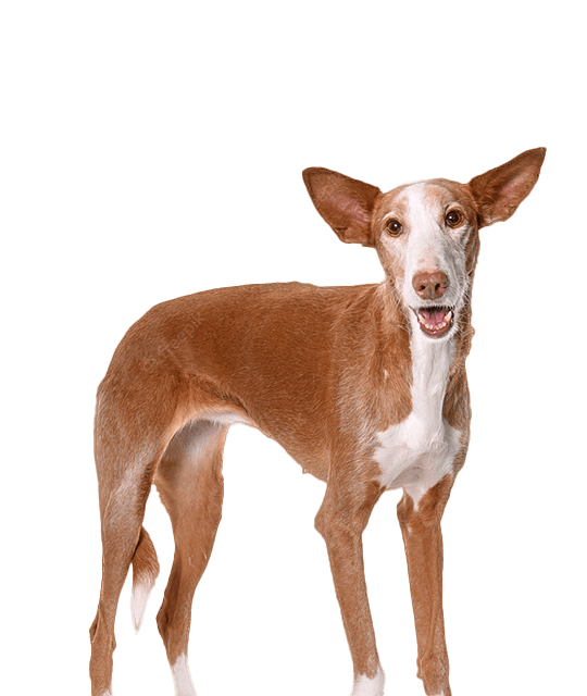 Podenco ibicenco