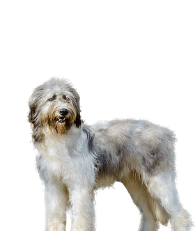 Ciobanesc Romanesc Carpatin