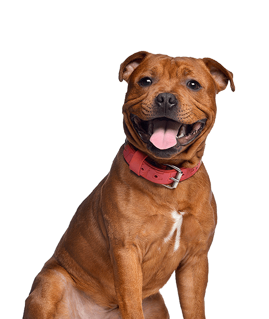 Staffordshire bull terrier rasdetail