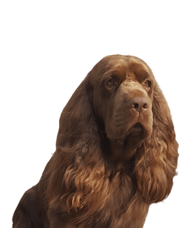 Sussex Spaniël