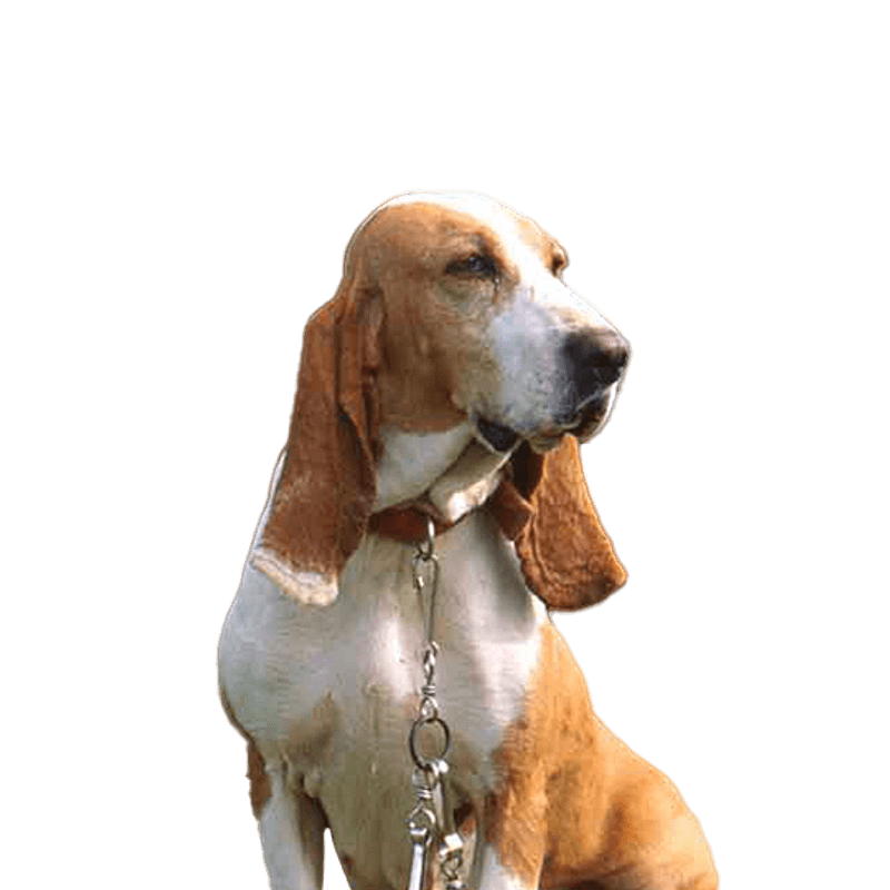 Sabueso Español pup kopen? Bazoeki