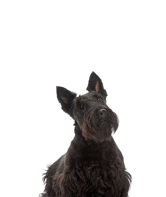 Schotse terrier