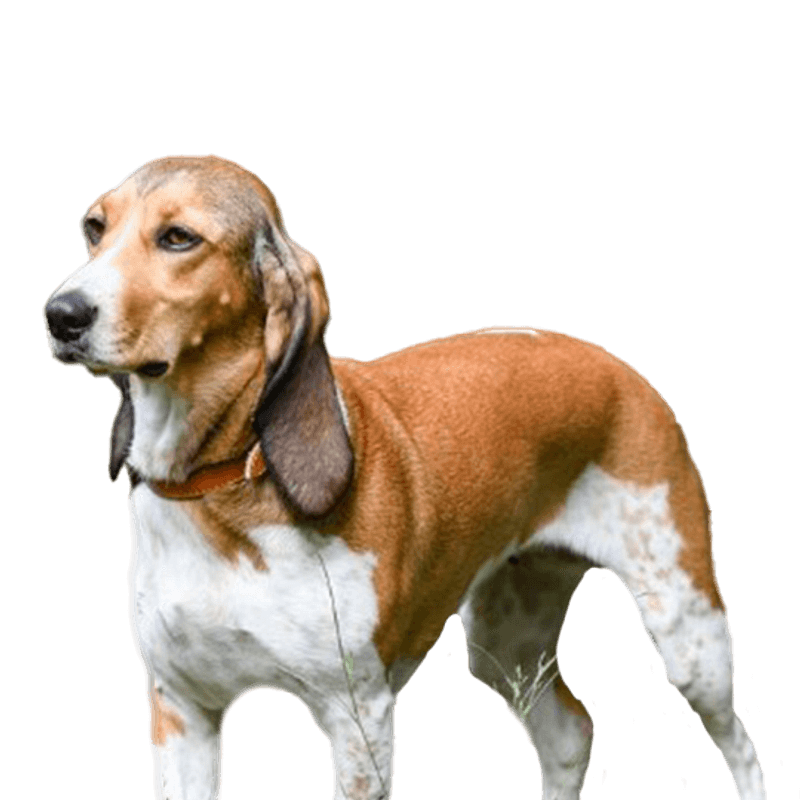 Schwyzer Niederlaufhund pup kopen? Bazoeki