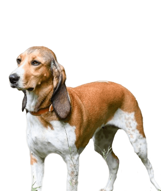 Schwyzer niederlaufhund