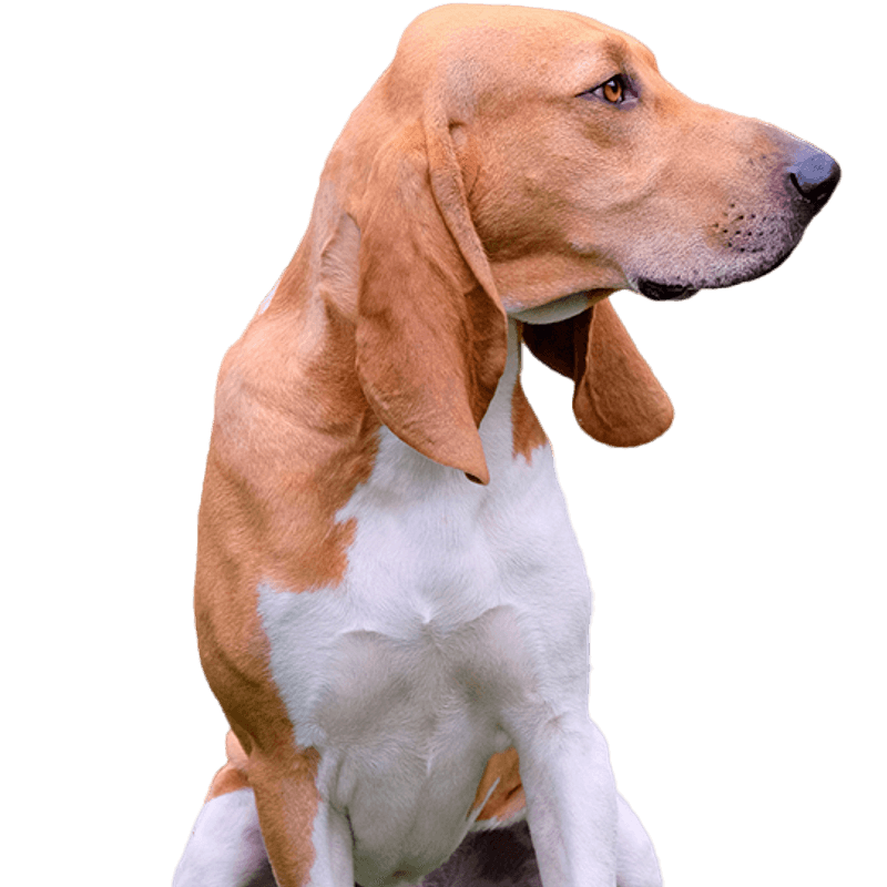 Schwyzer Laufhund pup kopen? Bazoeki