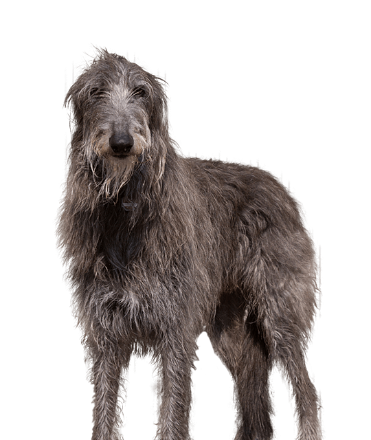 Scottish deerhound